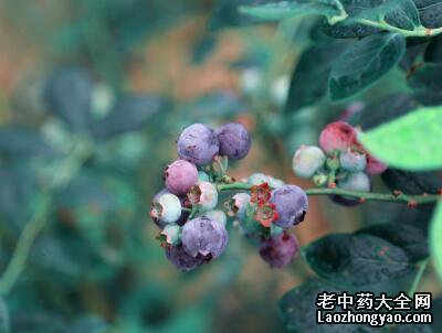蓝莓抗氧化食物防衰老