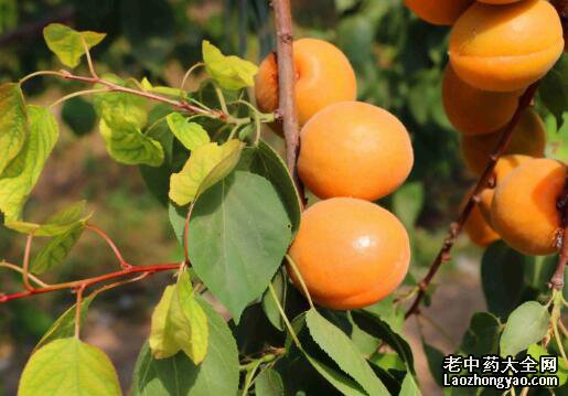 杏子的食用宜忌-禁忌-功效