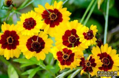 太阳菊的功效与作用-图片-药用价值