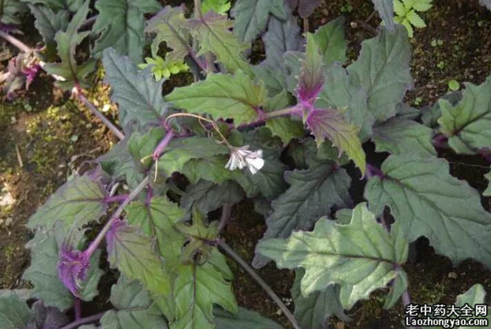 紫鹅绒图片_紫鹅绒的植物习性及应用